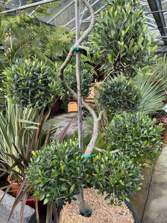 Olea Europaea (Olive Tree) Spiral with Pom Poms 90L - image 4