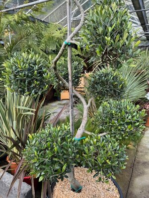 Olea Europaea (Olive Tree) Spiral with Pom Poms 90L - image 4