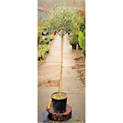 Olea Europaea (Olive Tree) - Std - 150cm