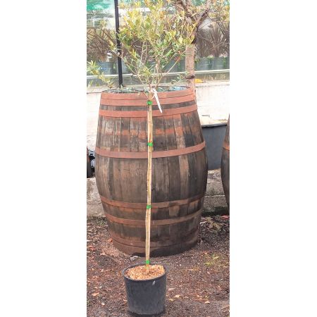 Olea Europaea (Olive Tree) - Std - 1m - 5L