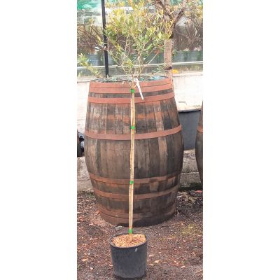 Olea Europaea (Olive Tree) - Std - 1m - 5L