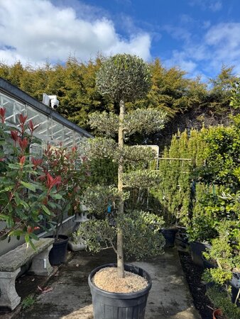 Olea Europaea Pompoms Multi trunk 110L