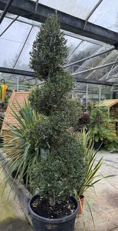 Olea Europea (Olive Tree) Spiral 90L