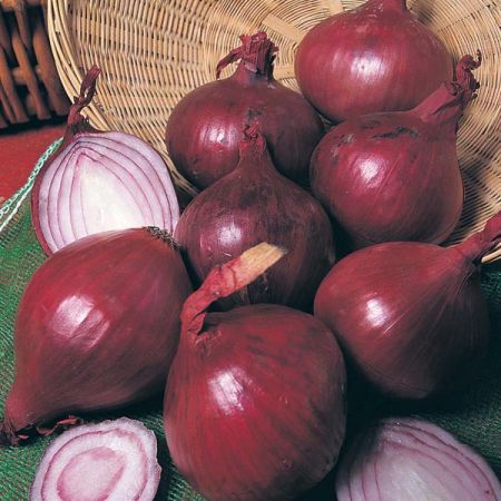 Onion Set Red Baron (50)