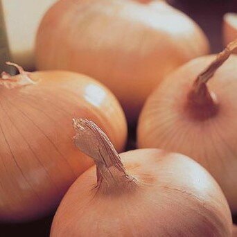 Onion Set Stuggarter Giant (50)