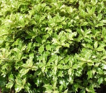 Osmanthus Heter. Tricolor - 5L