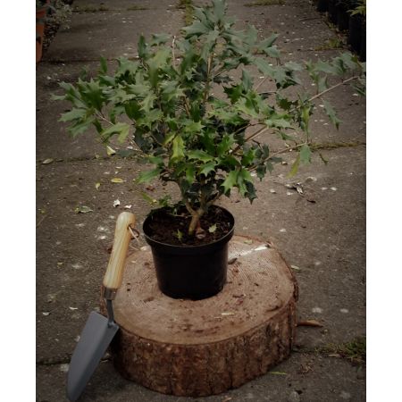 Osmanthus Heterophyllus 2L