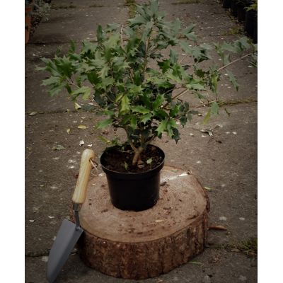 Osmanthus Heterophyllus 2L