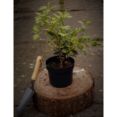 Osmanthus Heterophyllus Goshiki 2L