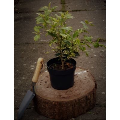Osmanthus Heterophyllus Goshiki 2L