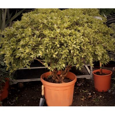 Osmanthus Heterophyllus Tricolour 55L