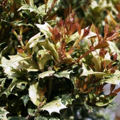 Osmanthus Heterophyllus Tricolour 55L - image 2