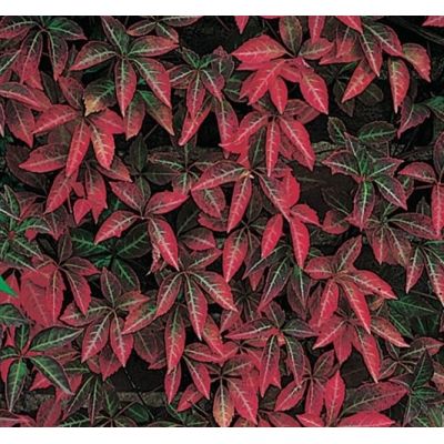 Parthenocissus 'Henryana'