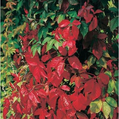 Parthenocissus 'Quinquefolia'