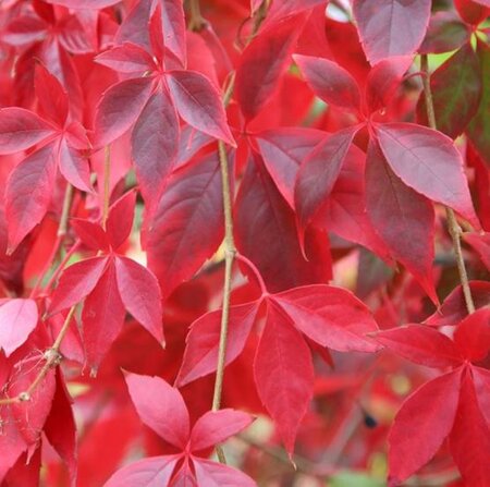 Parthenocissus Quinquefolia - 3L - 1.8m