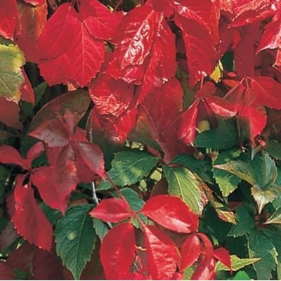 Parthenocissus Quinquefolia 'Engelmannii'