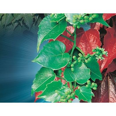 Parthenocissus 'Tricuspidata.'Veitchii' 150cm - image 2