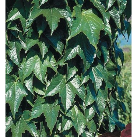 Parthenocissus 'Tricuspidata.'Veitchii' 150cm - image 1