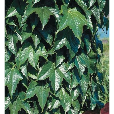 Parthenocissus 'Tricuspidata.'Veitchii' 150cm