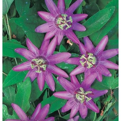 Passiflora Amethyst Lavender Lady