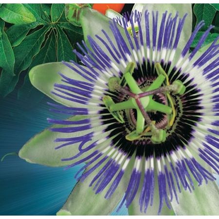 Passiflora Caerulea - image 2