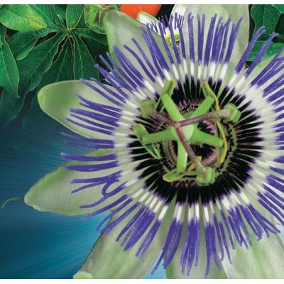Passiflora Caerulea - image 2