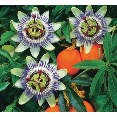 Passiflora Caerulea