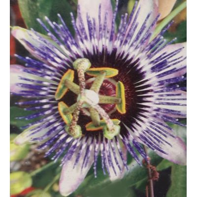 Passiflora Damsel's Delight