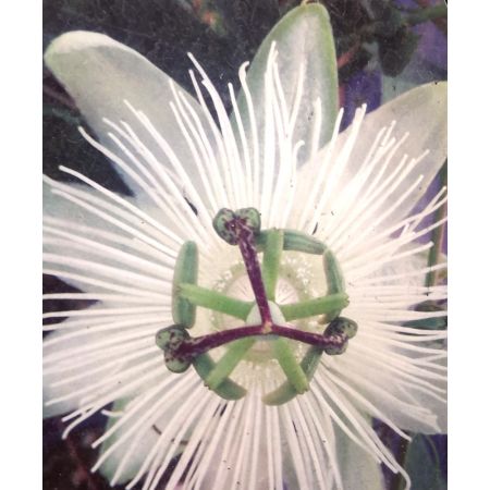 Passiflora Snow Queen