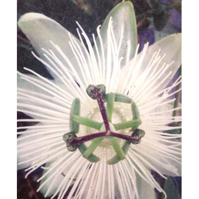 Passiflora Snow Queen
