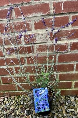 Perovskia Atriplicifolia 'Blue Spire' 2L
