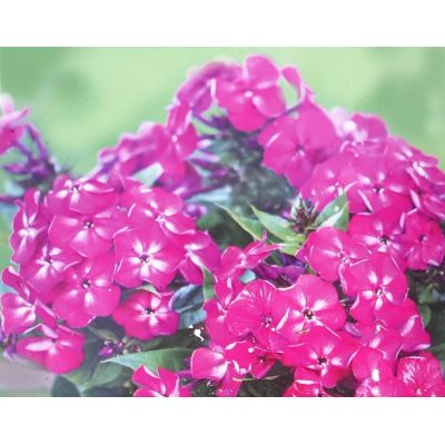 Phlox Paniculata Bambini Desire 1L