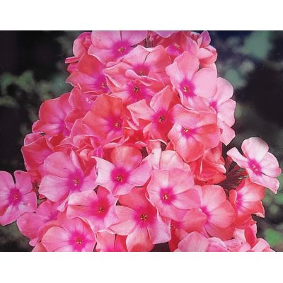 Phlox Paniculata Brilliance 1L