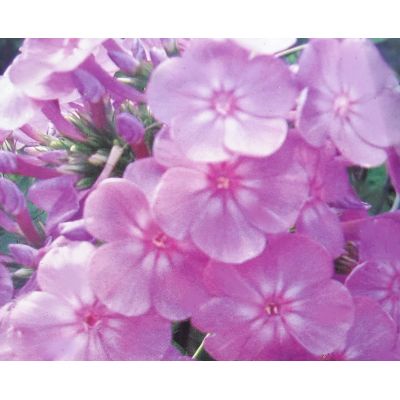 Phlox Paniculata David's Lavender 1L