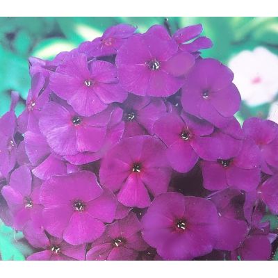 Phlox Paniculata Dusterlohe 1L