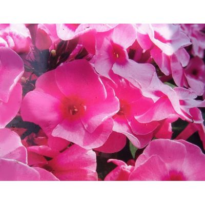 Phlox Paniculata Jeff's Pink 1L