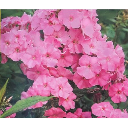 Phlox Paniculata Pinky Hill 1L