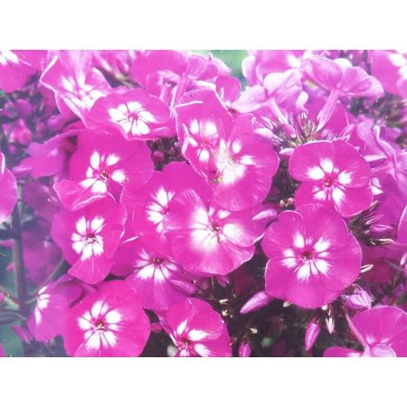Phlox Paniculata Purple Kiss 1L
