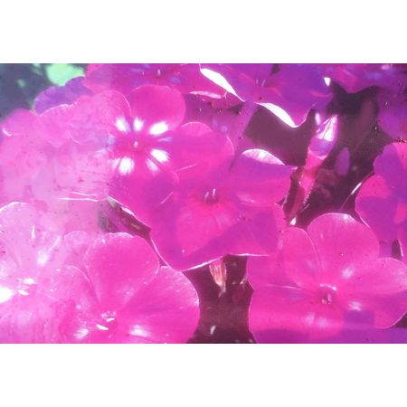 Phlox Paniculata Roberta 1L