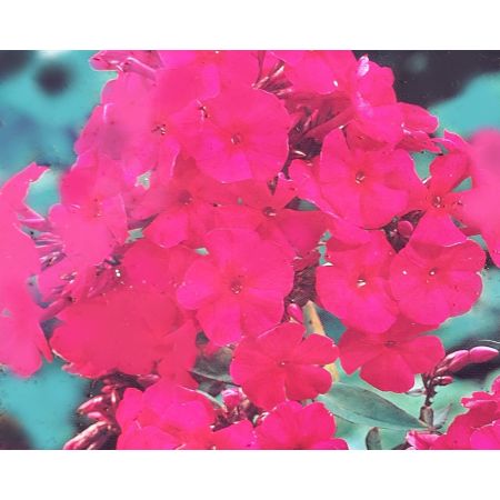 Phlox Paniculata Starfire 1L