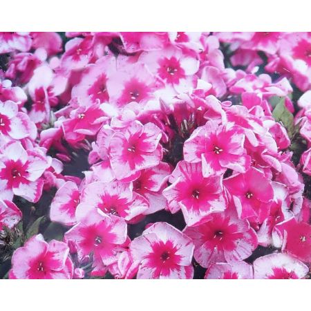 Phlox Paniculata Stars and Stripes 1L