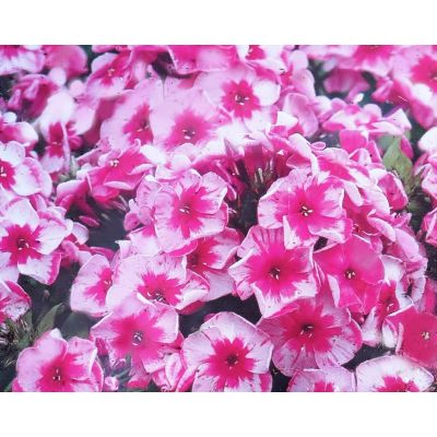 Phlox Paniculata Stars and Stripes 1L