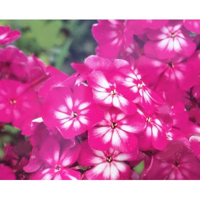 Phlox Paniculata Tatjana 1L