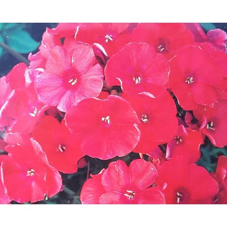 Phlox Paniculata Tenor 1L