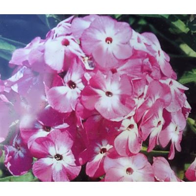 Phlox Paniculata Uspech 1L
