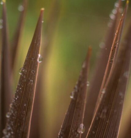 Phormium hybrid Dark Delight - 9L