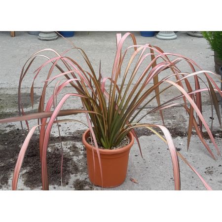 Phormium hybrid Margaret Jones® - 0.5m