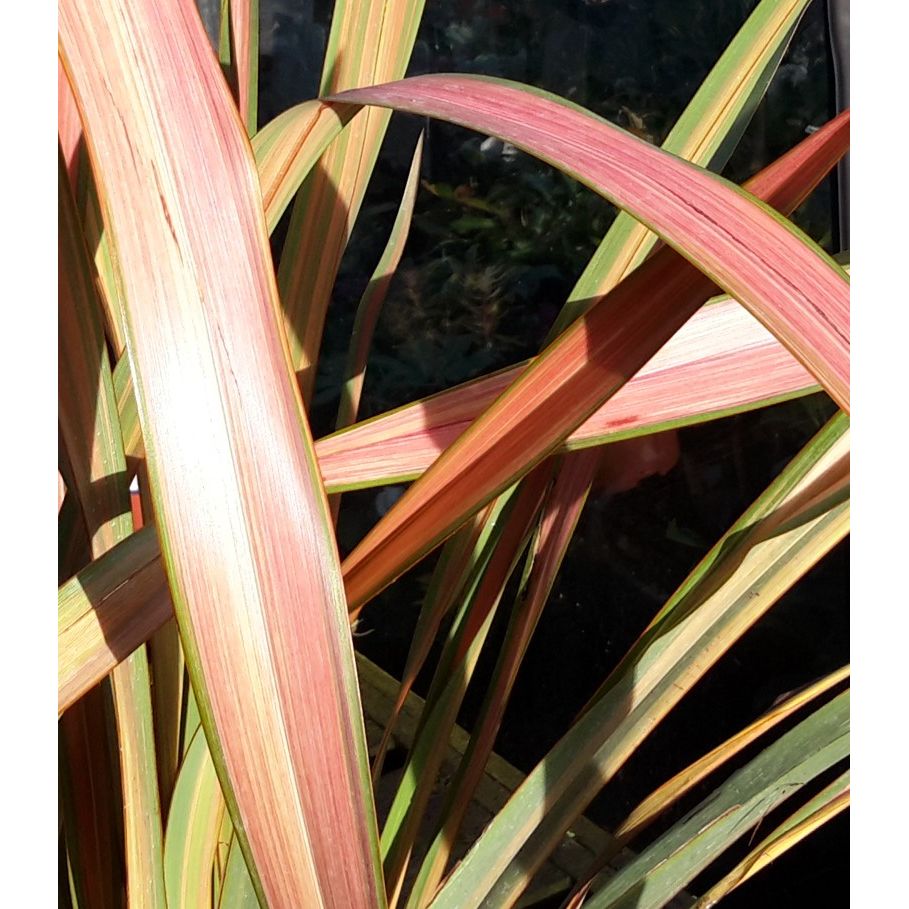 Formium Jester Phormium Jester Nz : Phormium ‘Jester’ at San Marcos Growers – MOJQI