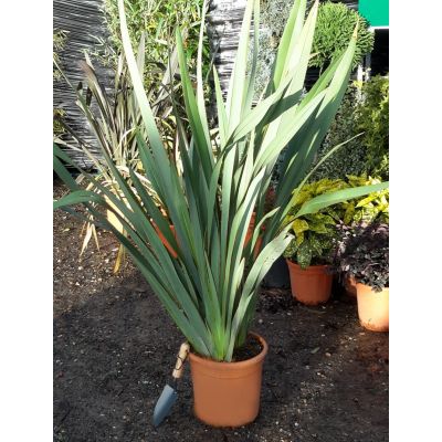 Phormium Tenax - 15L (New Zealand Flax)