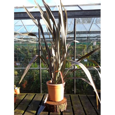 Phormium Tenax Atropurpureum - 15L (New Zealand Flax)